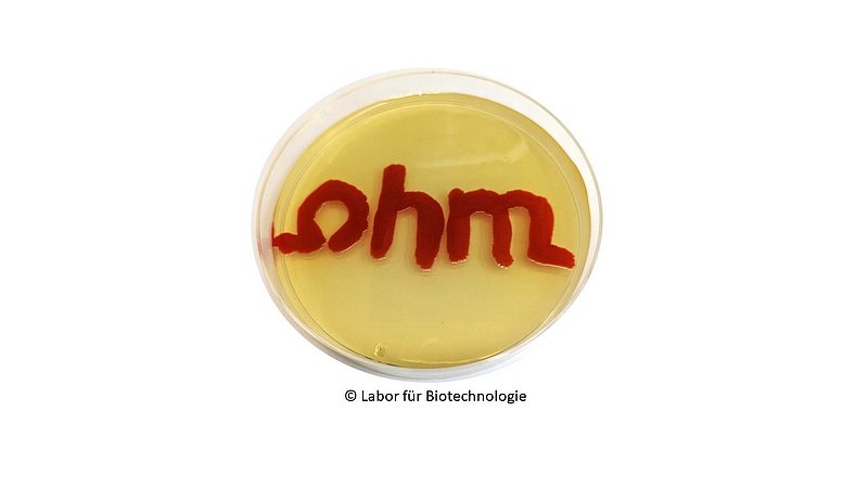 New Ohm logo on agar plate