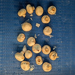 Coverbild zum Projekt "DeteKTiL" (Champignons auf einer Blauen Plastik Oberfläche) 