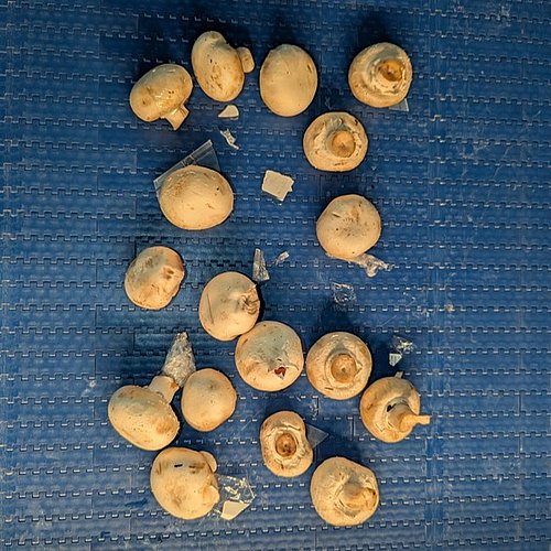 Coverbild zum Projekt "DeteKTiL" (Champignons auf einer Blauen Plastik Oberfläche) 