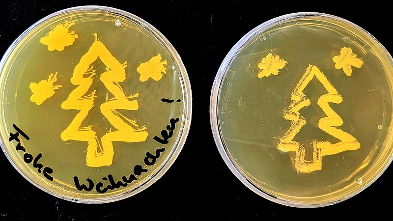 Micrococcus luteus 